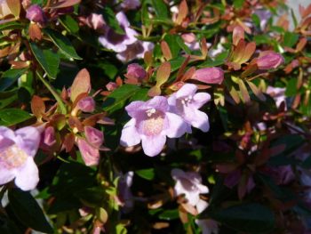 ABELIA Edward goucher