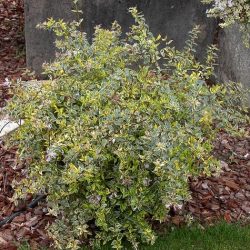 ABELIA Grandiflora Hopleys