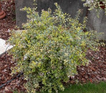 ABELIA Grandiflora Hopleys