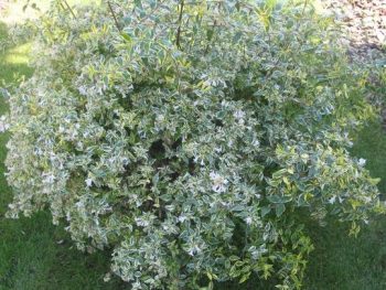 ABELIA Grandiflora Hopleys – Image 2