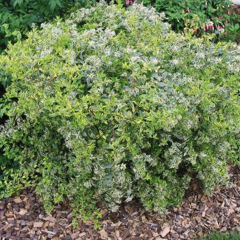 ABELIA Grandiflora Hopleys – Image 3