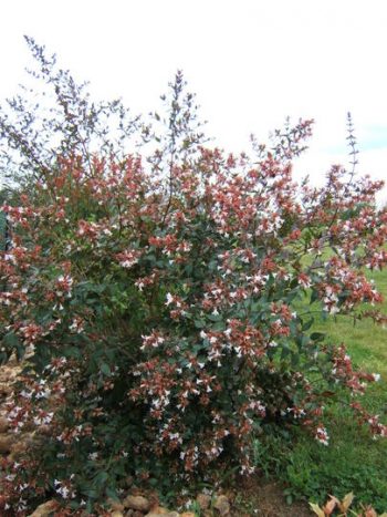 ABELIA Grandiflora – Image 4
