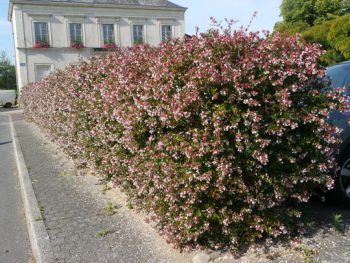 ABELIA Grandiflora – Image 3