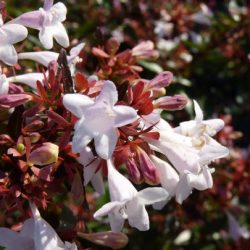 ABELIA Grandiflora