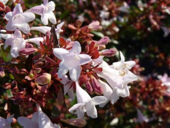 ABELIA Grandiflora