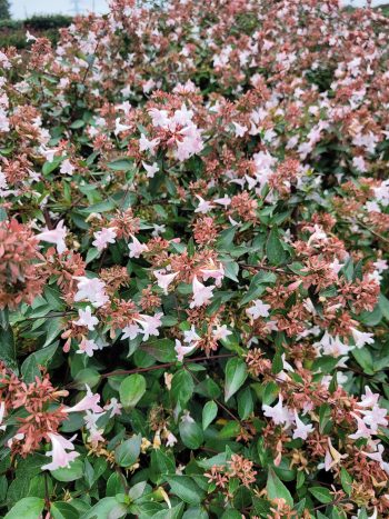 ABELIA Grandiflora – Image 2