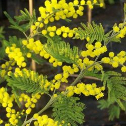 ACACIA Dealbata Astier - MIMOSA