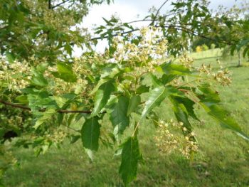 ACER Ginnala - ERABLE D'Amour – Image 4