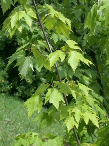 ACER Ginnala - ERABLE D'Amour – Image 3