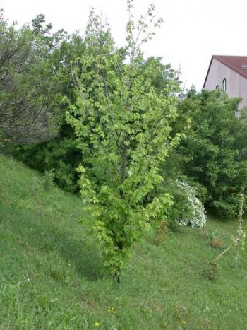 ACER Ginnala - ERABLE D'Amour – Image 2