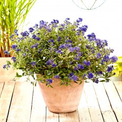 CARYOPTERIS Clandonensis Camara Dark blue