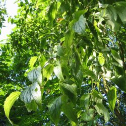 CELTIS Australis (Micocoulier de provence)