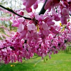 CERCIS Canadensis- Gainier du Canada