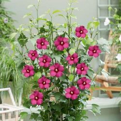 HIBISCUS Syriacus Flower Tower Ruby