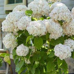 HYDRANGEA Arborescens Marshmallow Candy Belle