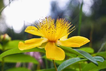 HYPERICUM Calycinum – Image 2