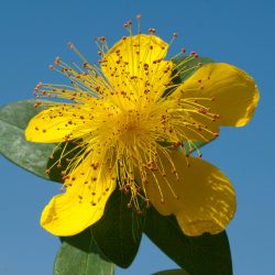 HYPERICUM Calycinum