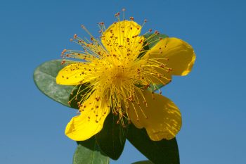 HYPERICUM Calycinum