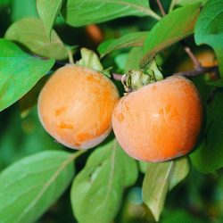 KAKI PLAQUEMINIER Fuyu