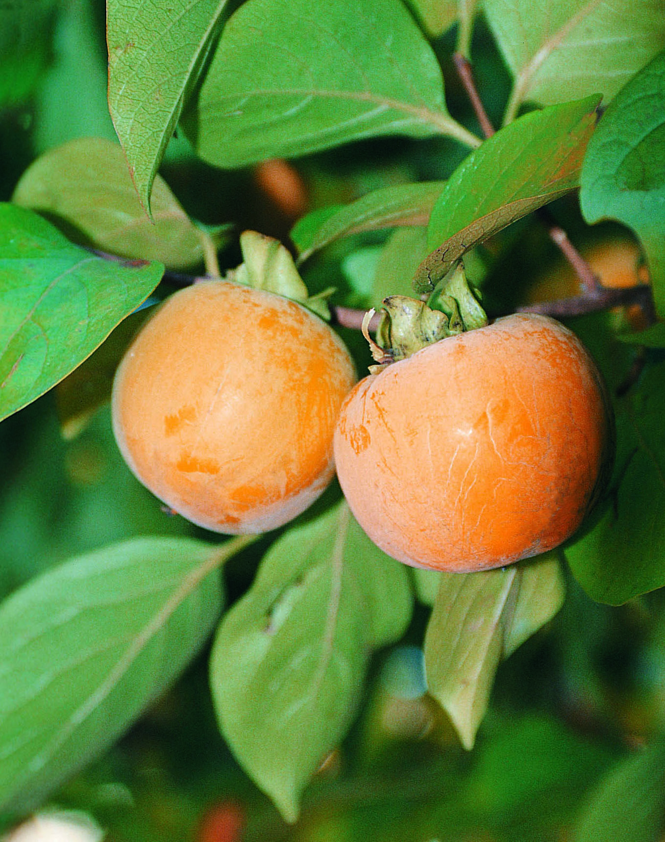 KAKI PLAQUEMINIER Fuyu