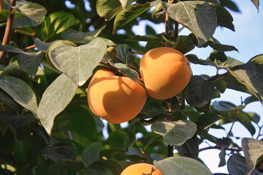 KAKI PLAQUEMINIER Fuyu – Image 3