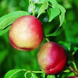 NECTARINES