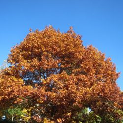 QUERCUS RUBRA- CHÊNE Rouge
