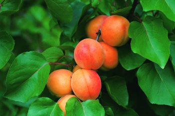 ABRICOTIER Rouge du Roussillon