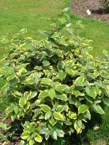 ELAEAGNUS Ebbingei Gold Frisé – Image 3