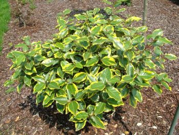 ELAEAGNUS Ebbingei Gold Frisé – Image 2