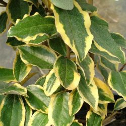 ELAEAGNUS Ebbingei Gold Frisé