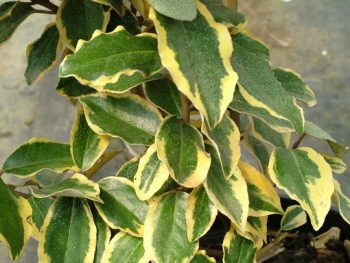 ELAEAGNUS Ebbingei Gold Frisé
