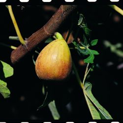 FIGUIER Carica Goutte d'Or