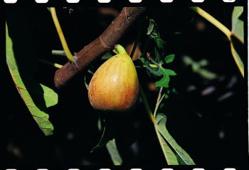 FIGUIER Carica Goutte d'Or