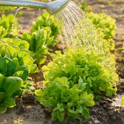 Plants de Salades