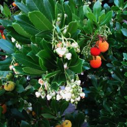 Arbutus unedo ‘Atlantic’