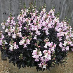 MUFLIER Snap In Black Rose