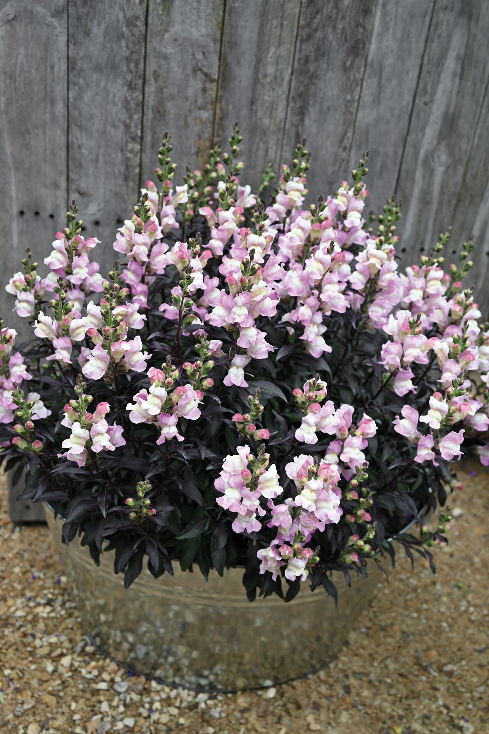 MUFLIER Snap In Black Rose