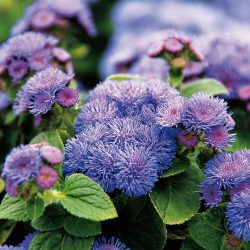 AGERATUM Cushion