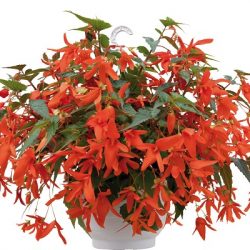 BEGONIA BOLIVIENSIS Groovy