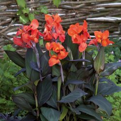 CANNA Indica Cannova Orange Feuillage bronze