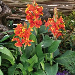 CANNA Indica Cannova Red Golden Flame Feuillage vert