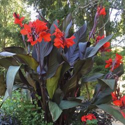 CANNA Indica Cannova Scarlet Feuillage bronze