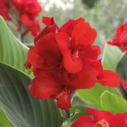 CANNA Indica Cannova Scarlet feuillage vert