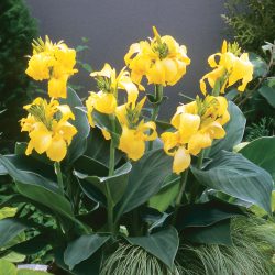 CANNA Indica Cannova Yellow